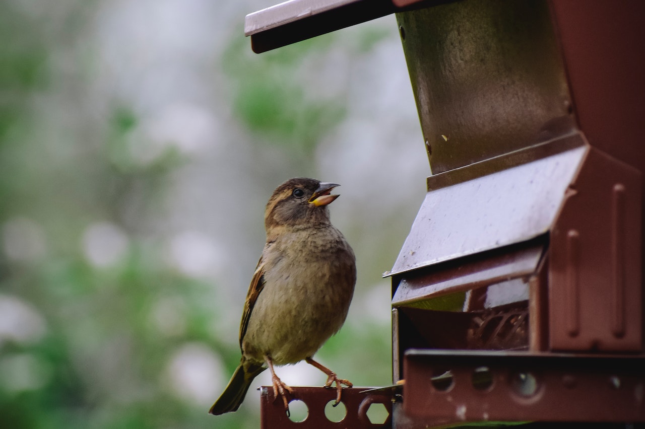 Comment nourrir des oiseaux du jardin ?